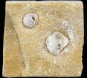 Cactocrinus (Crinoid) & Globoblastus (Blastoid) - Missouri #44131-1